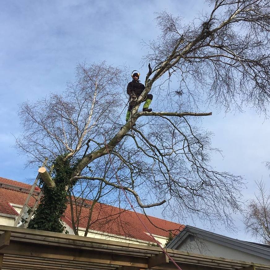 Trädfällning Trelleborg DK Trädgårdsservice
